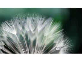 Fotobehang Bloemen | Groen, Wit | 104x70,5cm