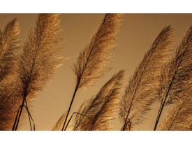 Fotobehang Natuur | Bruin | 104x70,5cm