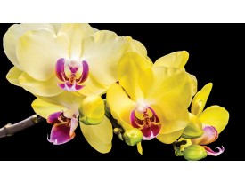 Fotobehang Papier Bloemen, Orchidee | Geel | 254x184cm