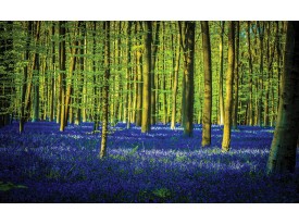 Fotobehang Papier Bos | Groen, Blauw | 254x184cm