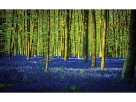 Fotobehang Vlies | Bos | Groen, Blauw | 368x254cm (bxh)