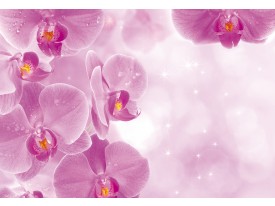 Fotobehang Papier Bloemen, Orchidee | Roze, Wit | 254x184cm