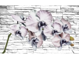 Fotobehang Papier Bloemen, Orchidee | Grijs | 368x254cm