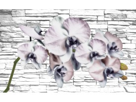 Fotobehang Vlies | Bloemen, Orchidee | Grijs | 368x254cm (bxh)