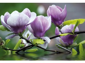Fotobehang Bloemen, Magnolia | Paars | 208x146cm