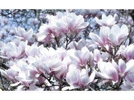 Fotobehang Bloemen, Magnolia | Roze | 312x219cm