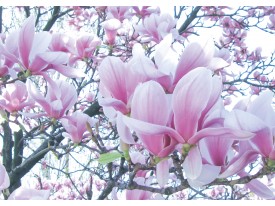 Fotobehang Papier Bloemen, Magnolia | Roze | 254x184cm
