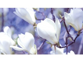 Fotobehang Papier Bloemen, Magnolia | Wit | 254x184cm