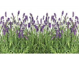 Fotobehang Natuur, Lavendel | Groen | 312x219cm