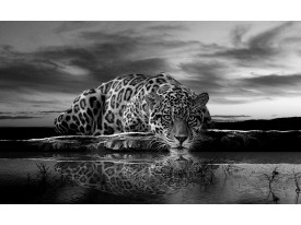Fotobehang Papier Jaguar, Dieren | Zwart | 254x184cm