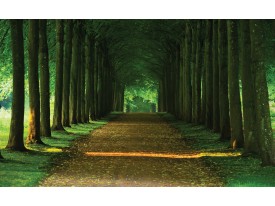 Fotobehang Papier Bos, Natuur | Groen | 254x184cm