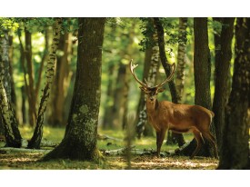 Fotobehang Bos, Hert | Groen | 208x146cm