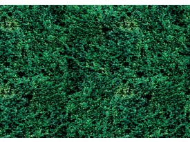 Fotobehang Natuur | Groen | 152,5x104cm