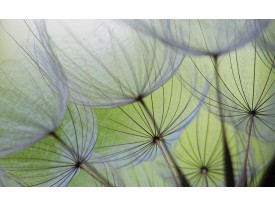 Fotobehang Papier Bloemen | Groen, Grijs | 254x184cm