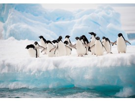 Fotobehang Vlies | Pinguïn, Dieren | Wit | 368x254cm (bxh)