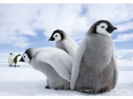 Fotobehang Papier Pinguïn, Dieren | Grijs | 254x184cm