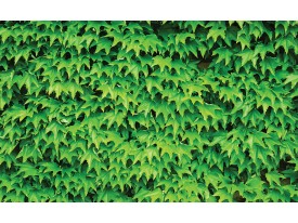 Fotobehang Papier Natuur | Groen | 254x184cm