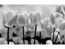 Fotobehang Papier Bloemen, Tulpen | Grijs | 254x184cm