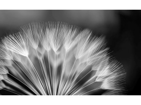 Fotobehang Bloemen | Zwart, Wit | 104x70,5cm
