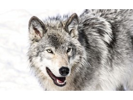 Fotobehang Wolf | Grijs | 152,5x104cm