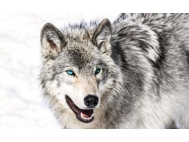 Fotobehang Papier Wolf | Grijs, Wit | 254x184cm