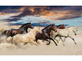 Fotobehang Paarden | Crème, Blauw | 312x219cm