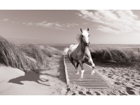 Fotobehang Papier Paard, Strand | Grijs | 254x184cm
