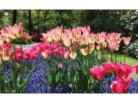 Fotobehang Vlies | Tulpen, Bloemen | Groen | 368x254cm (bxh)