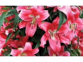 Fotobehang Bloemen, Lelies | Roze | 104x70,5cm