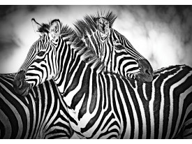 Fotobehang Vlies | Zebra | Zwart, Wit | 368x254cm (bxh)