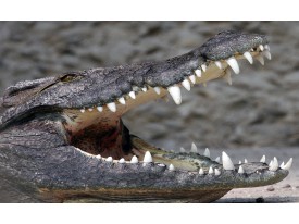 Fotobehang Vlies | Alligator | Grijs | 368x254cm (bxh)