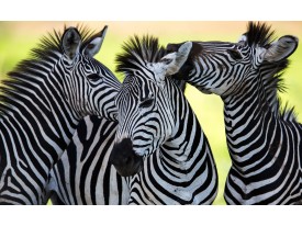 Fotobehang Vlies | Zebra | Zwart, Wit | 368x254cm (bxh)