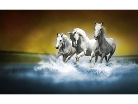 Fotobehang Paarden | Blauw, Wit | 416x254