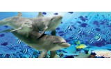 Fotobehang Dolfijn | Grijs, Blauw | 250x104cm