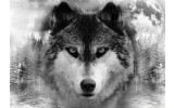 Fotobehang Vlies | Wolf | Grijs, Zwart | 368x254cm (bxh)