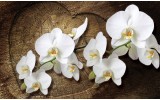 Fotobehang Orchideeën, Bloem | Wit | 312x219cm