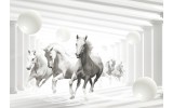 Fotobehang Vlies | Paarden | Wit, Grijs | 368x254cm (bxh)
