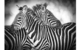 Fotobehang Vlies | Zebra | Grijs, Wit | 368x254cm (bxh)