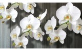 Fotobehang Orchideeën, Bloem | Wit | 104x70,5cm