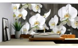 Fotobehang Orchideeën, Bloem | Wit | 312x219cm