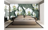 Fotobehang Orchideeën, Bloem | Wit | 104x70,5cm