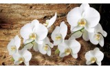 Fotobehang Papier Orchideeën, Bloem | Bruin | 368x254cm