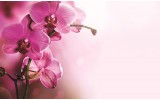 Fotobehang Papier Orchidee, Bloem | Roze | 368x254cm