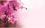 Fotobehang Orchidee, Bloem | Roze | 152,5x104cm