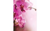 Fotobehang Papier Orchidee, Bloem | Roze | 184x254cm