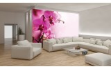 Fotobehang Orchidee, Bloem | Roze | 152,5x104cm