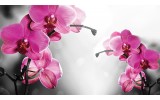 Fotobehang Orchideeën, Bloem | Roze | 312x219cm