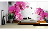 Fotobehang Papier Orchideeën, Bloem | Roze | 368x254cm