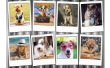 Fotobehang Vlies | Hond, Modern | Grijs, Wit | 368x254cm (bxh)