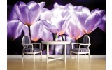 Fotobehang Bloemen, Tulpen | Paars | 152,5x104cm